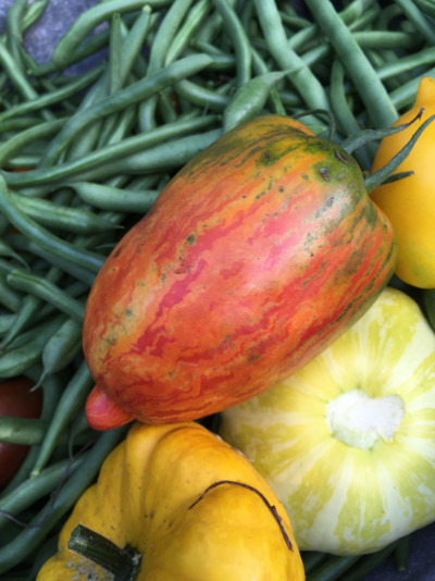 Tomato Squash Beans